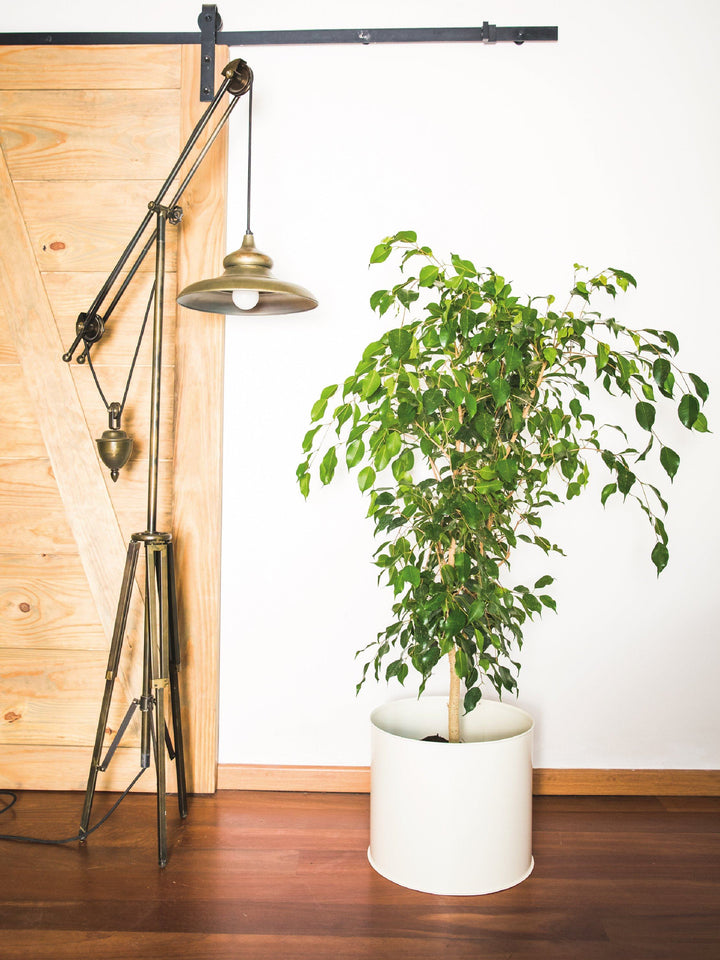 Bill (Ficus Benjamina) interior PlantMe Chile Metal XL Blanco