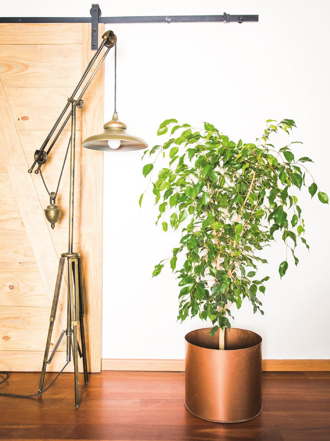 Bill (Ficus Benjamina) interior PlantMe Chile Metal XL Cobre