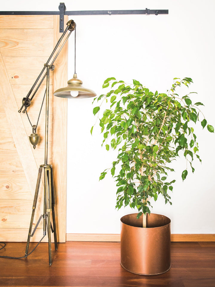 Bill (Ficus Benjamina) interior PlantMe Chile Metal XL Cobre