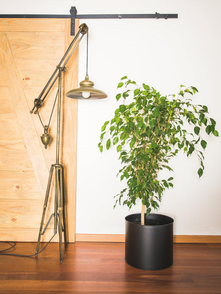 Bill (Ficus Benjamina) interior PlantMe Chile Metal XL Negro