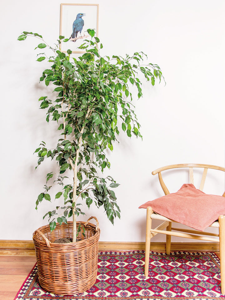 Bill (Ficus Benjamina) interior PlantMe Chile Mimbre XL