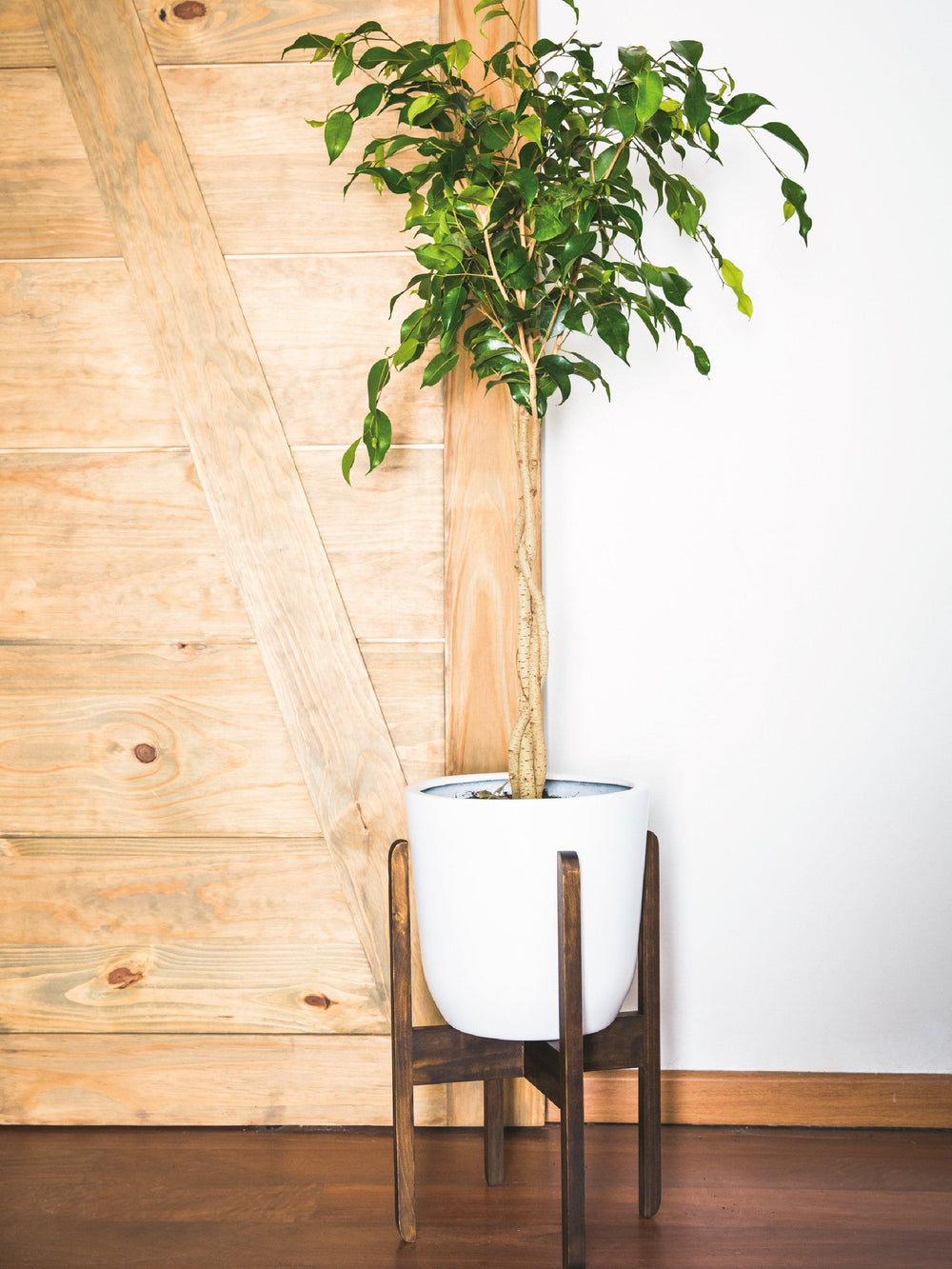 Bob L (Benjamina Trenzado) PlantMe Chile Autorregante L Blanco y Pedestal