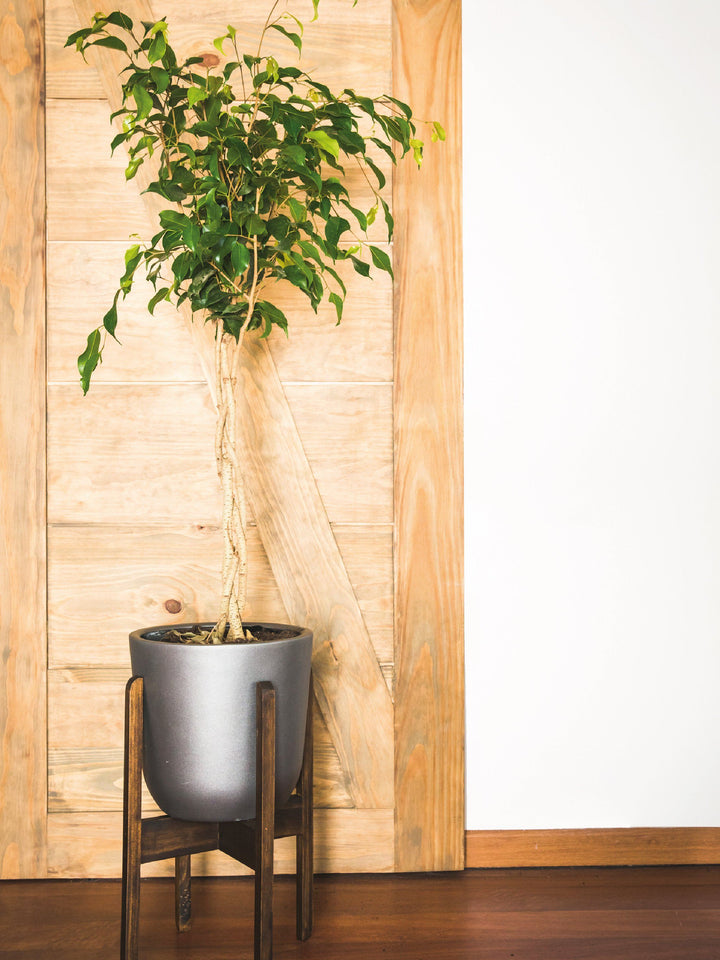 Bob L (Benjamina Trenzado) PlantMe Chile Autorregante L Grafito y Pedestal