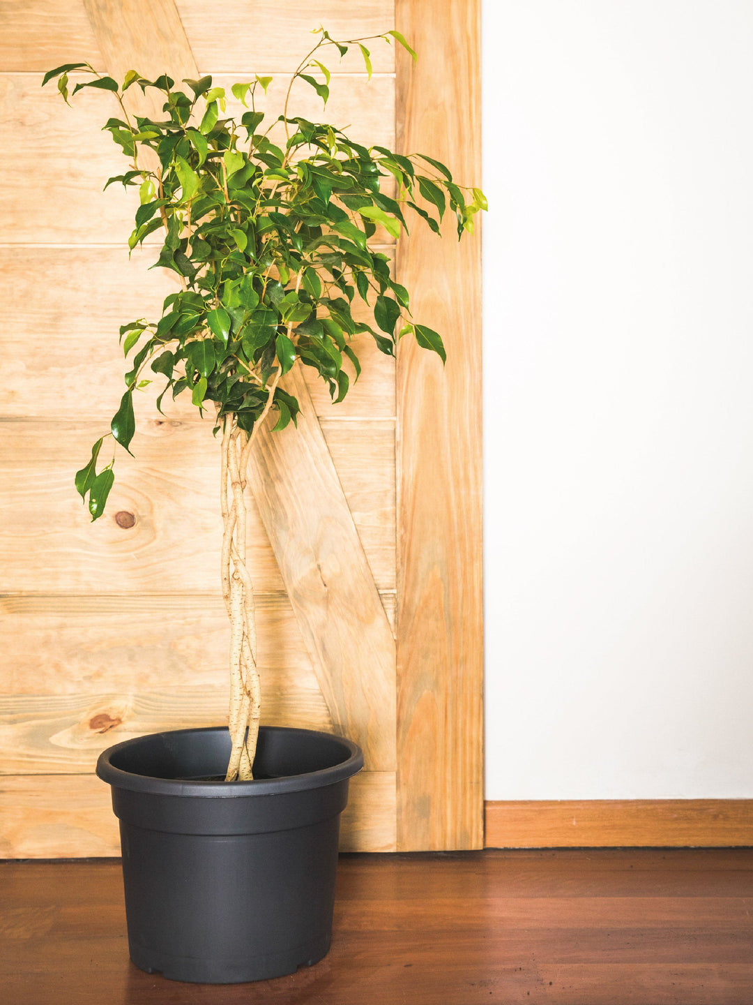 Bob L (Benjamina Trenzado) PlantMe Chile Plástico