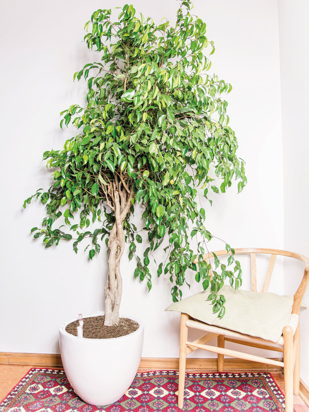 Bob XXL (Benjamina Trenzado) PlantMe Chile Autorregante XXL Blanco
