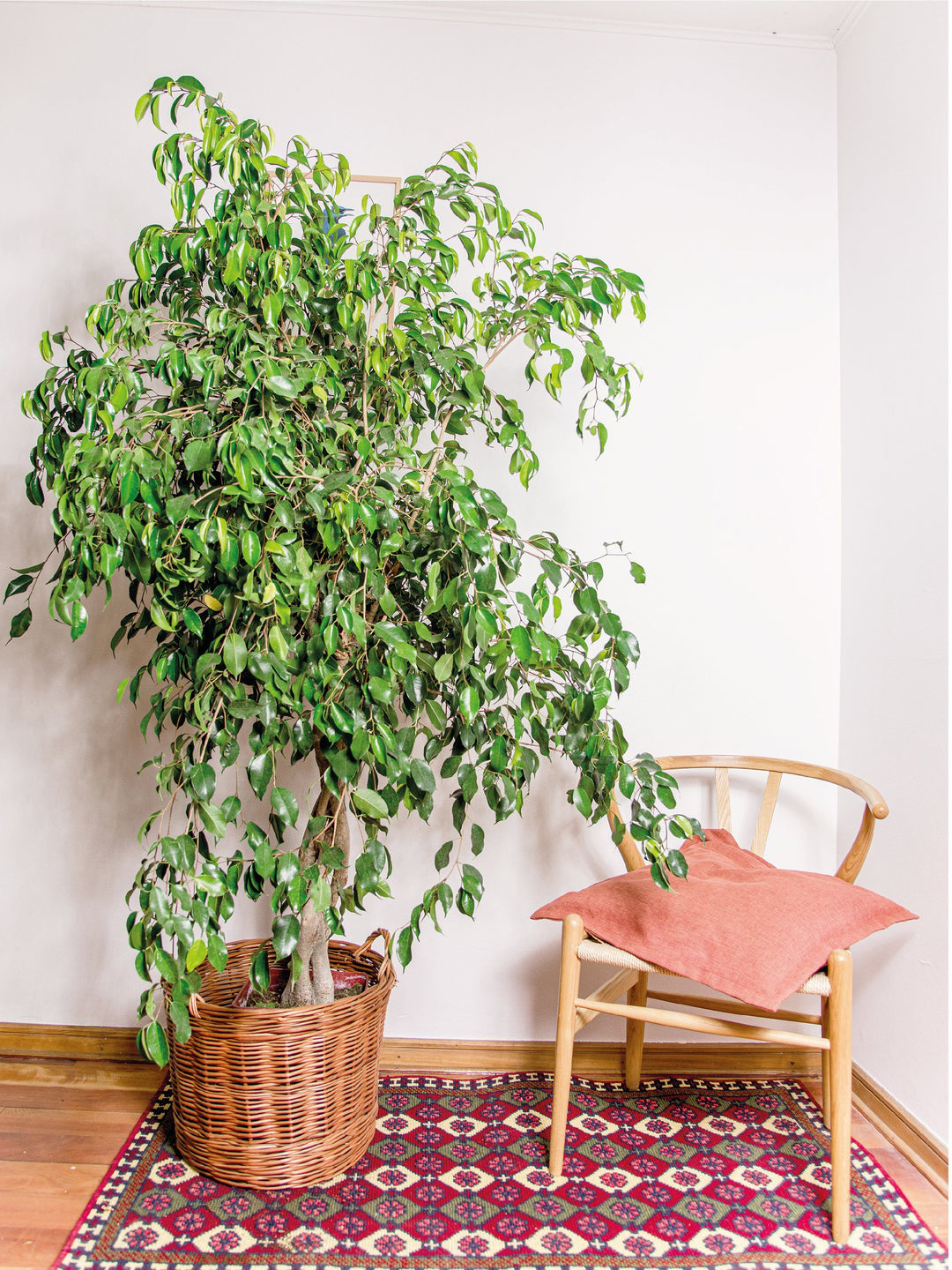 Bob XXL (Benjamina Trenzado) PlantMe Chile Mimbre XXL