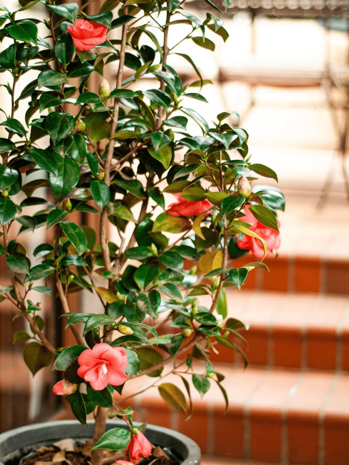 Celia (Camelia) - PlantMe Chile