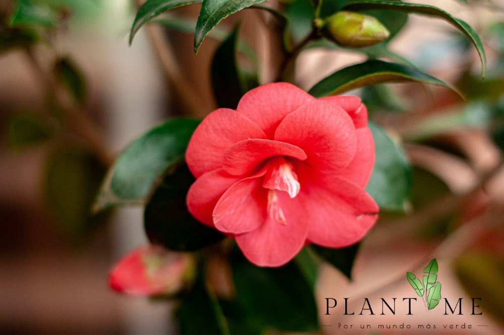 Celia (Camelia) - PlantMe Chile