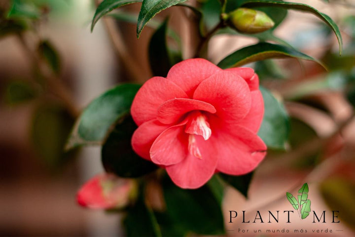 Celia (Camelia) - PlantMe Chile