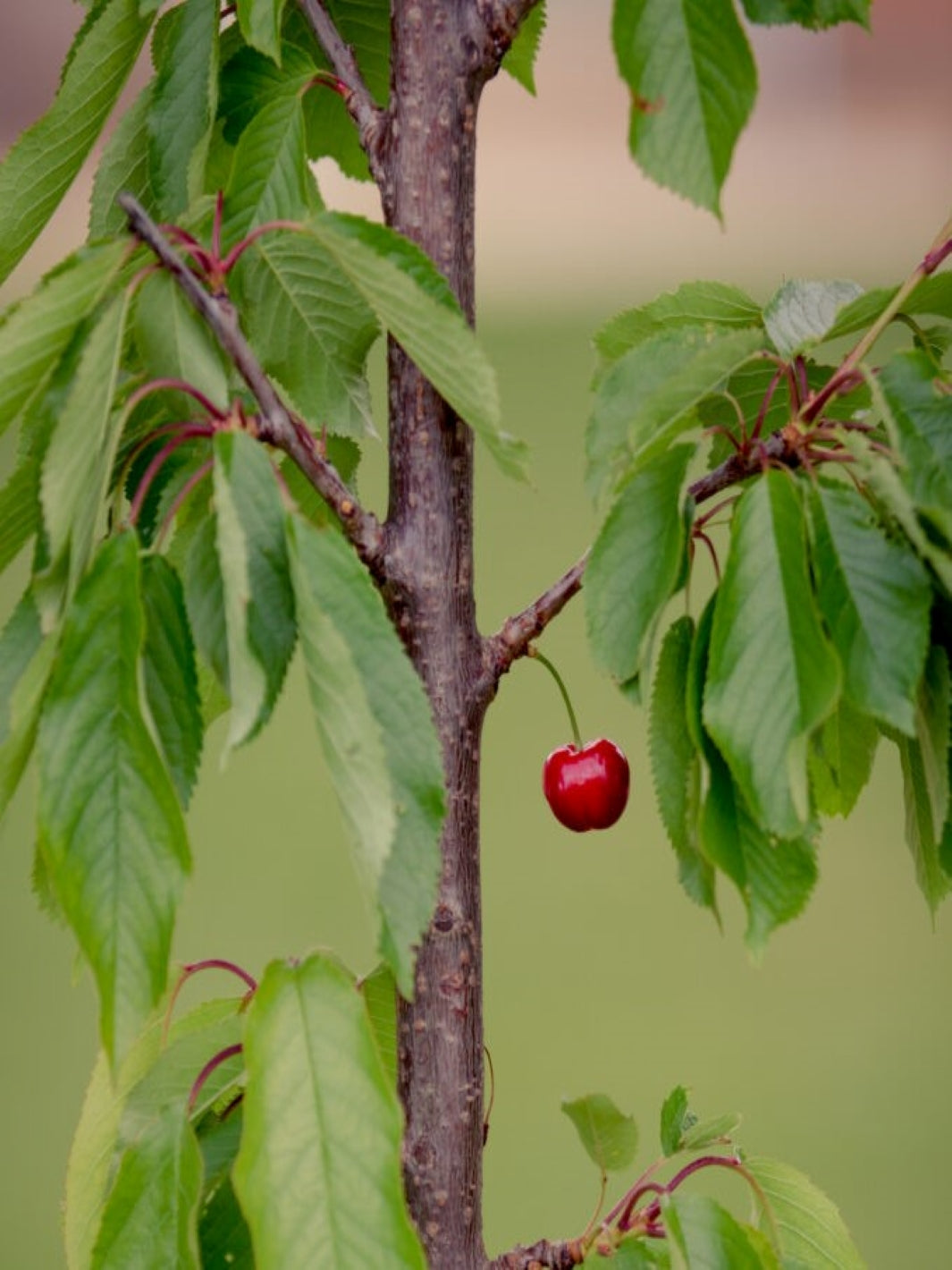 Cerezo (Prunus Avium)