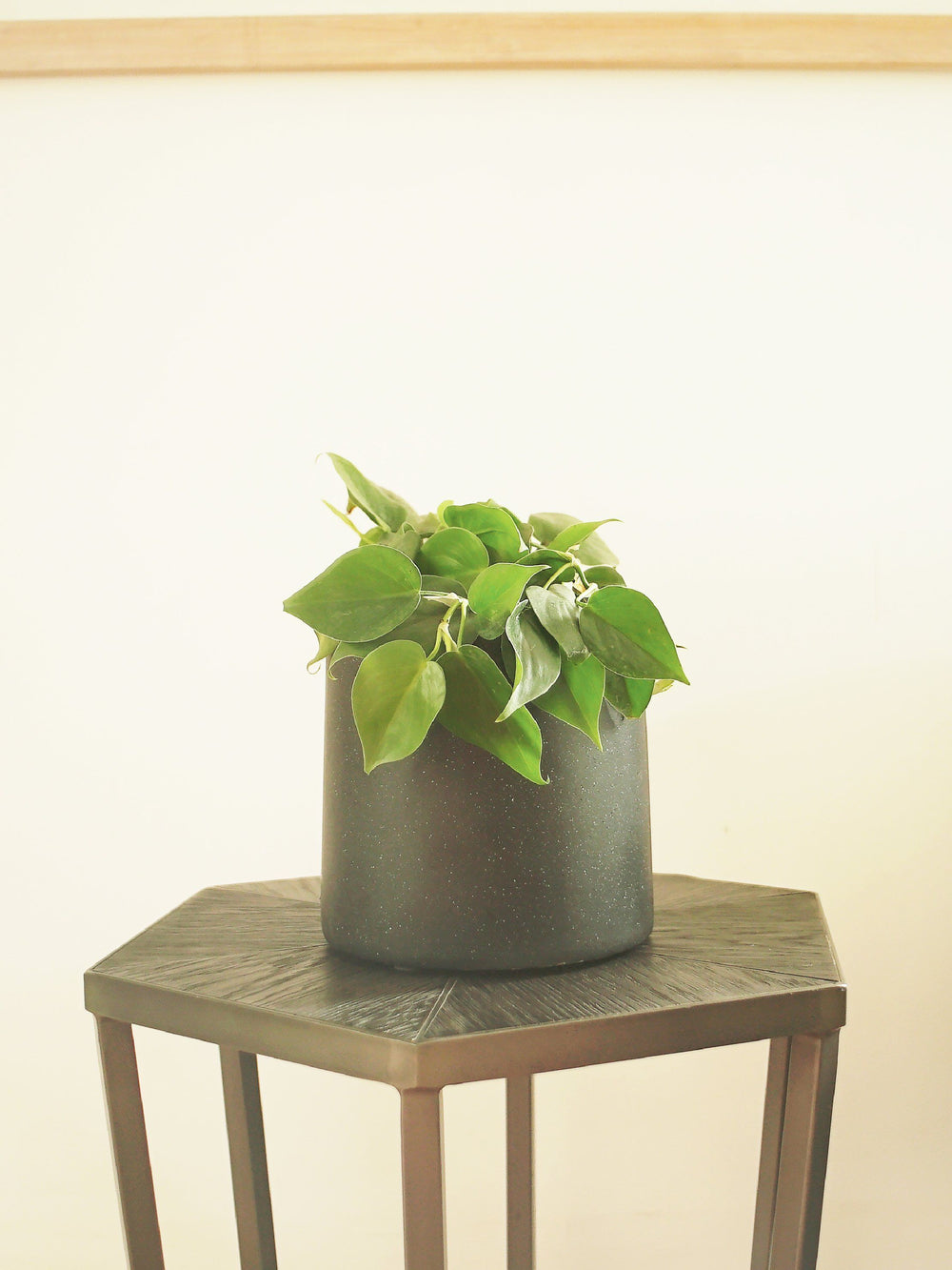 Colomba Verde (Philodendron Cordatum) interior PlantMe Chile Ceramica Negro