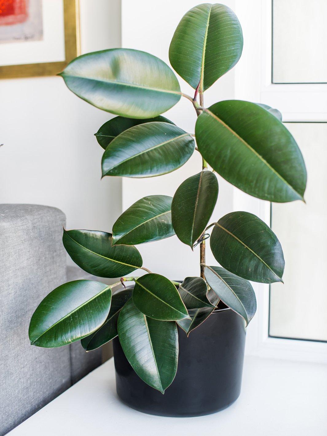 Danés Negro L (Porta Macetero de Ceramica) - PlantMe Chile