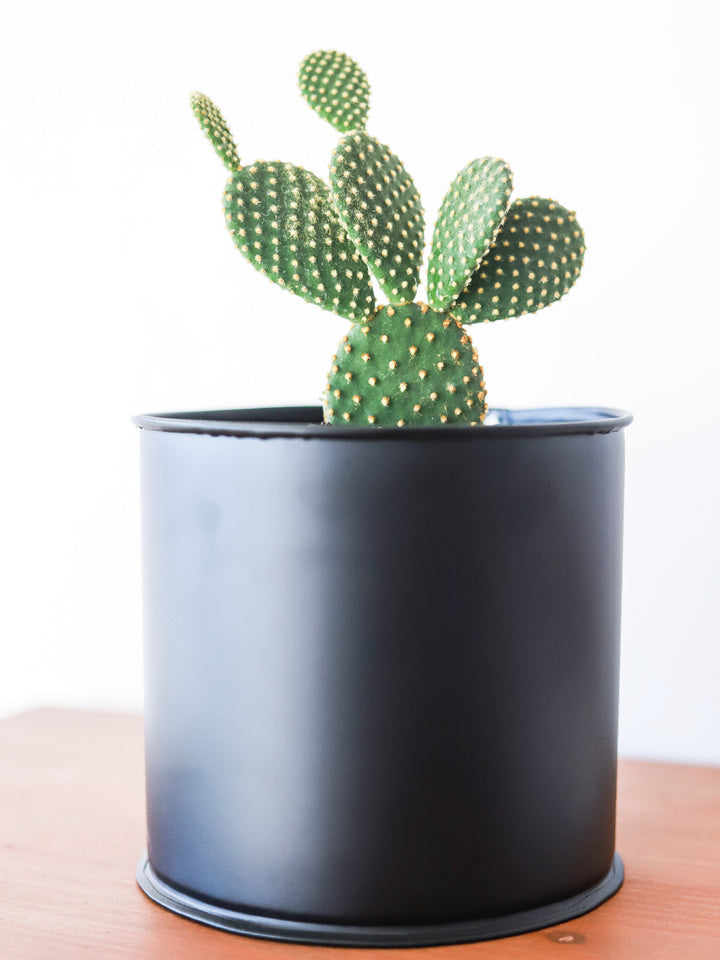 Mickey Mouse (Cactus) - PlantMe Chile