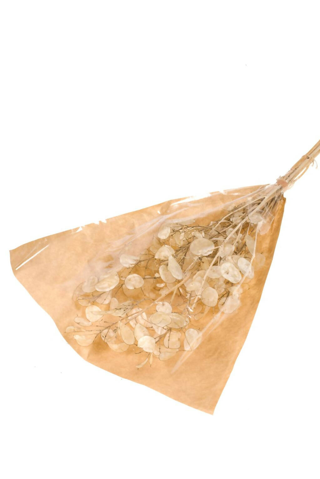 Lunaria Seca