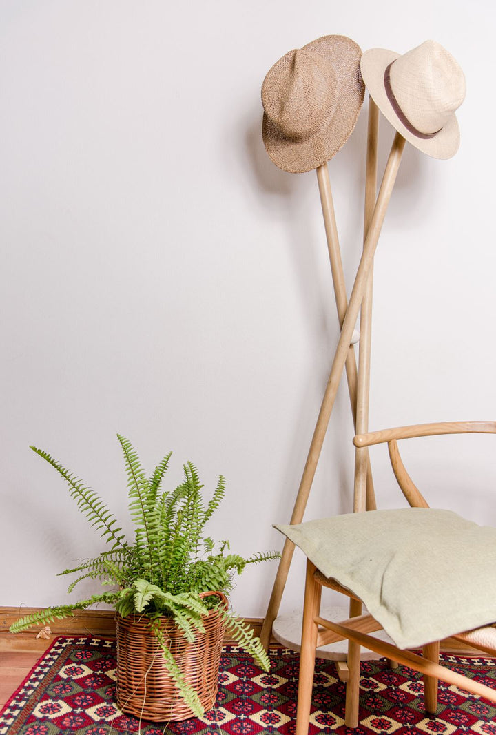 Hector  (Helecho) - PlantMe Chile