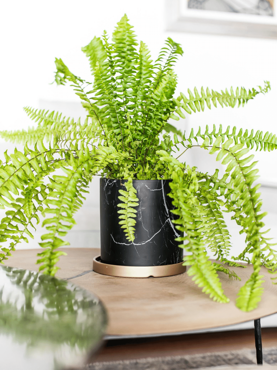 Hector  (Helecho) - PlantMe Chile