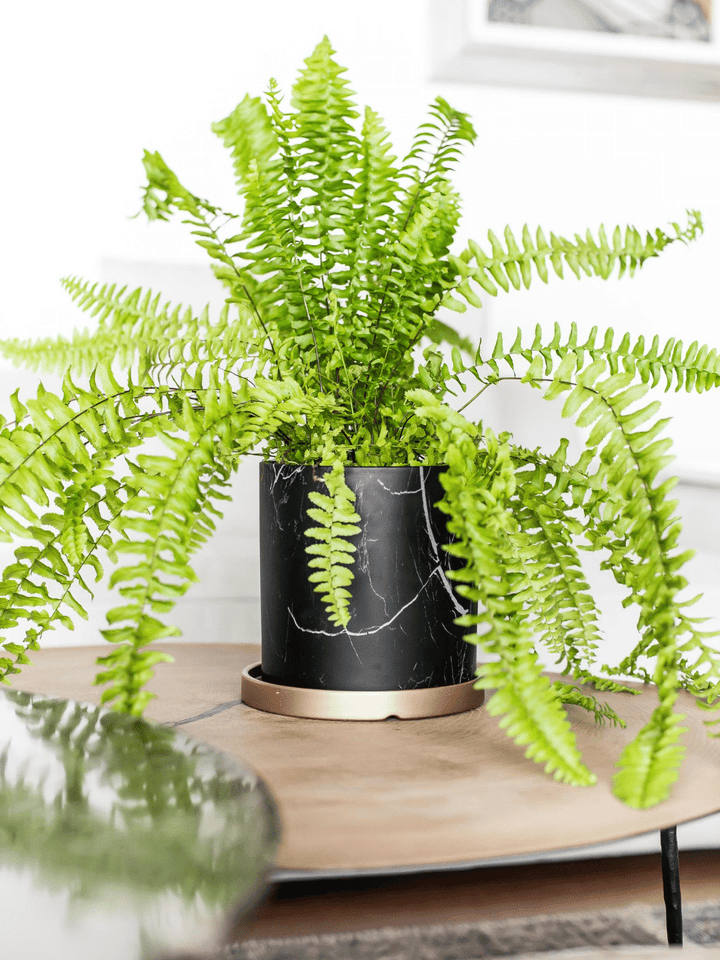 Hector  (Helecho) - PlantMe Chile