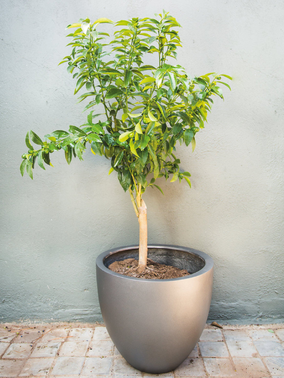 Karin (Kumquat) PlantMe Chile Autorregante XL grafito