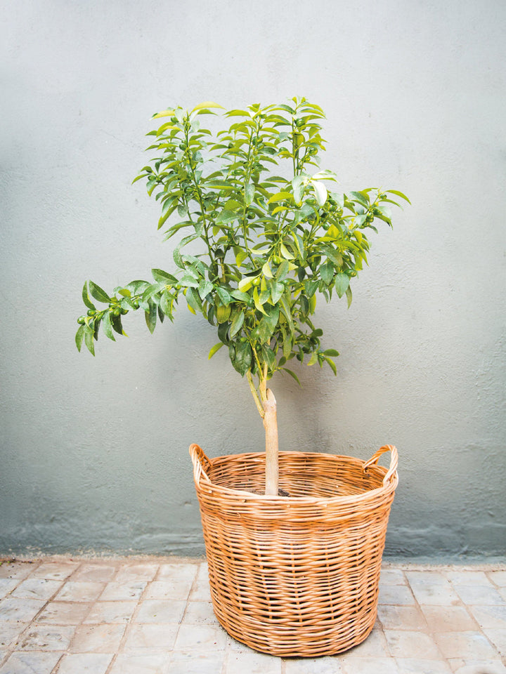 Karin (Kumquat) PlantMe Chile Mimbre XL