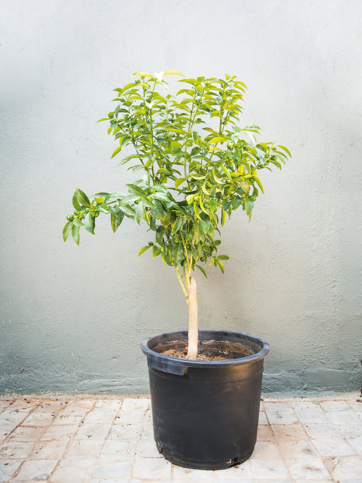 Karin (Kumquat) PlantMe Chile Plástico