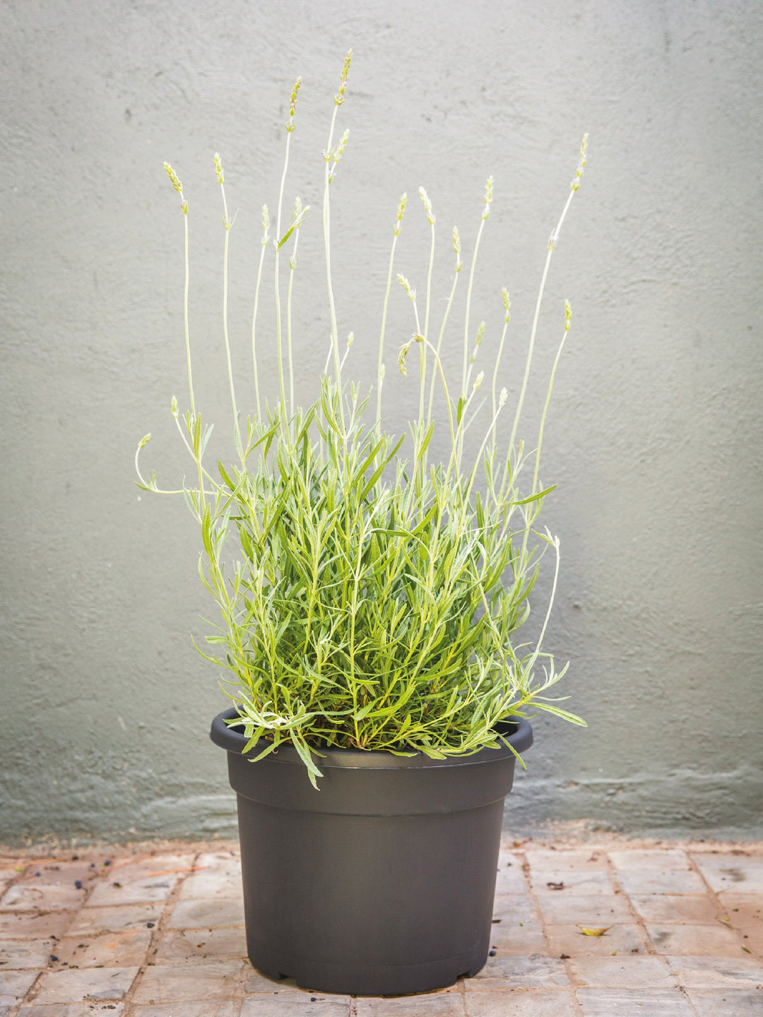 Laura (Lavanda) PlantMe Chile