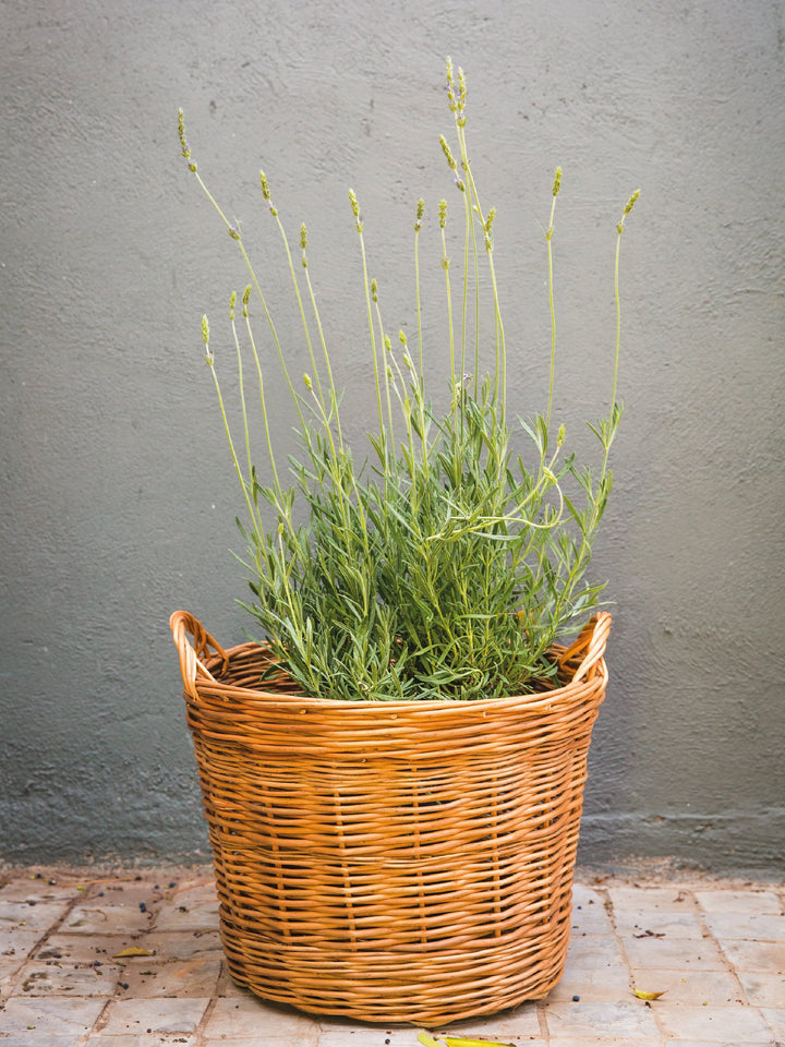 Laura (Lavanda) PlantMe Chile Mimbre XL