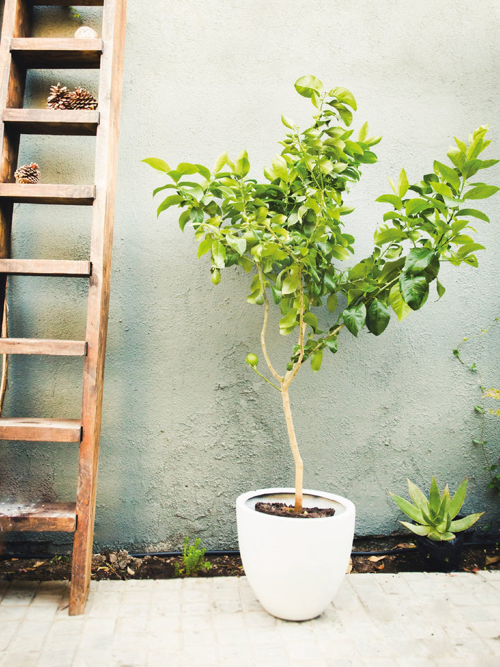 León (Limón Eureka) PlantMe Chile Autorregante XL Blanco