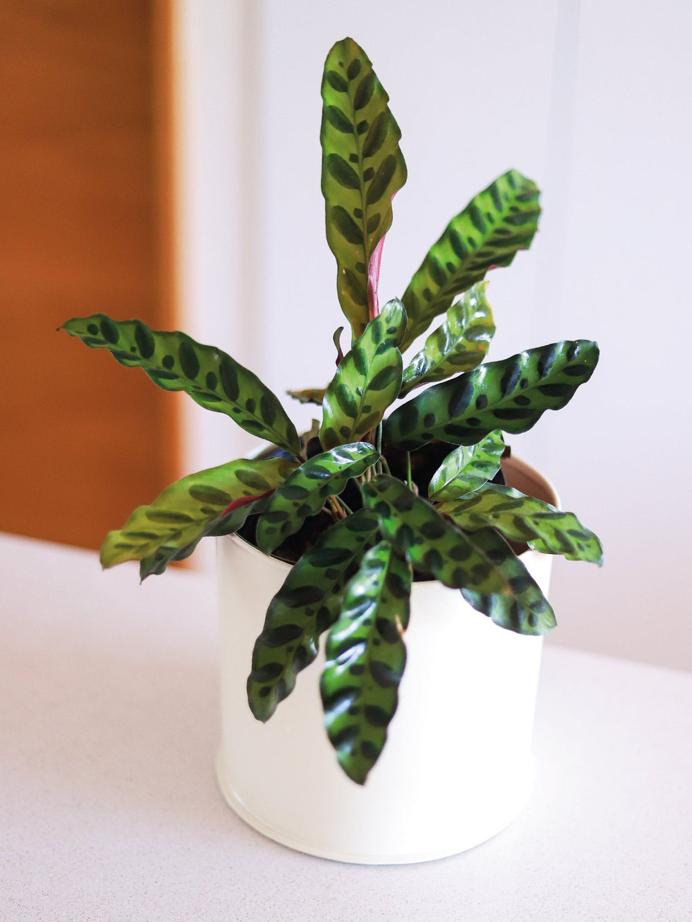 Lola (Calathea Lancifolia) PlantMe Chile Metal M Blanco