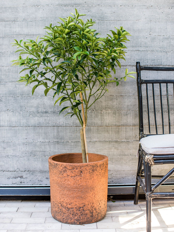 Karin XL (Kumquat)