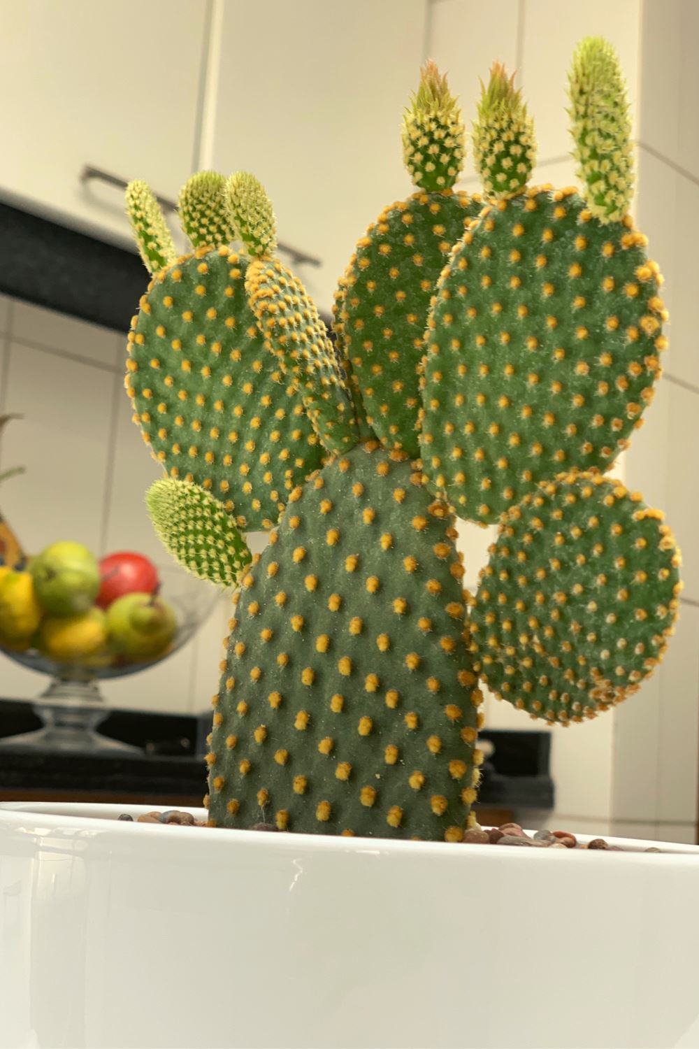 Mickey Mouse (Cactus) - PlantMe Chile