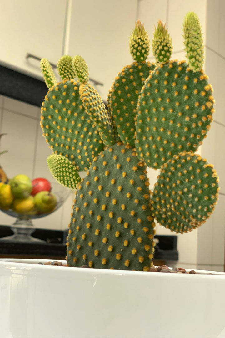 Mickey Mouse (Cactus) - PlantMe Chile