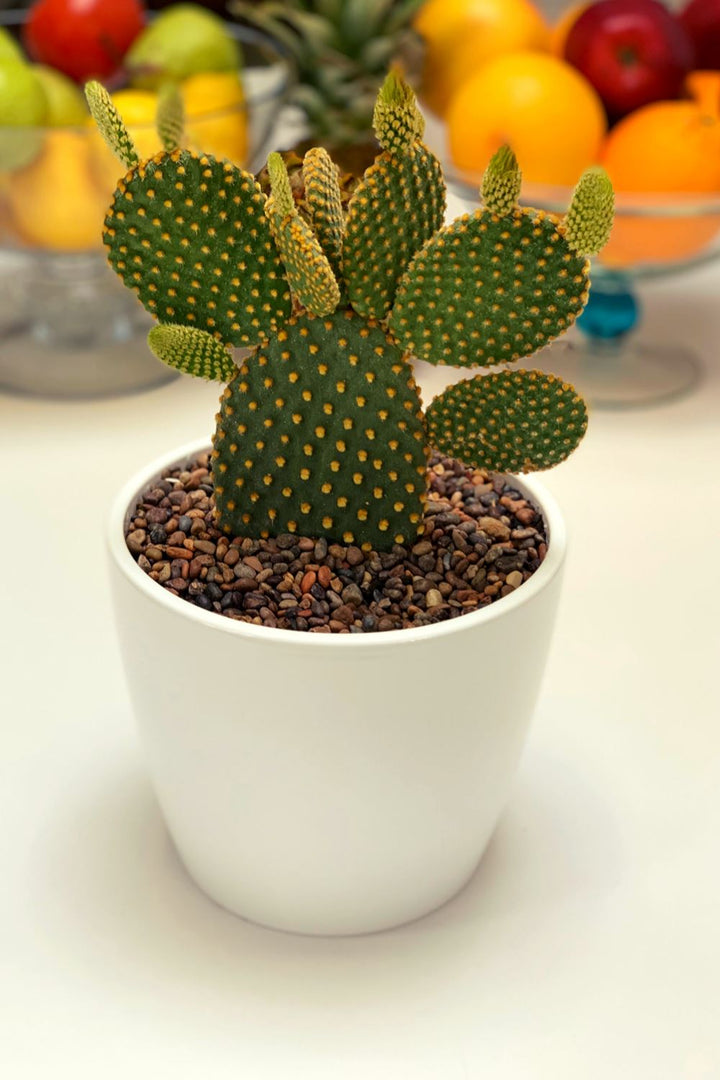 Mickey Mouse (Cactus) - PlantMe Chile