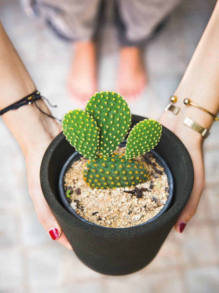 Mickey Mouse (Cactus) PlantMe Chile Arena