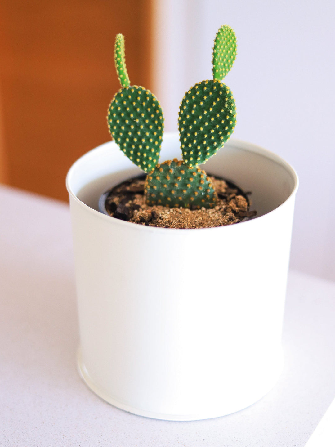 Mickey Mouse (Cactus) PlantMe Chile Metal M Blanco