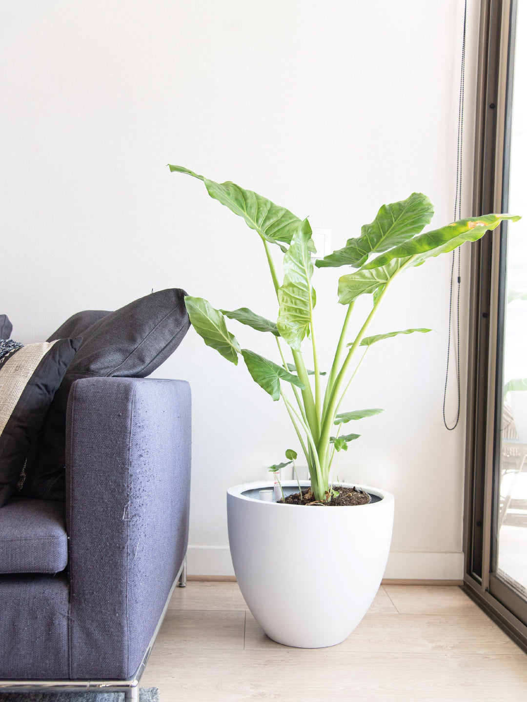 Mowgli XL (Manto de eva) interior PlantMe Chile Autorregante XL Blanco