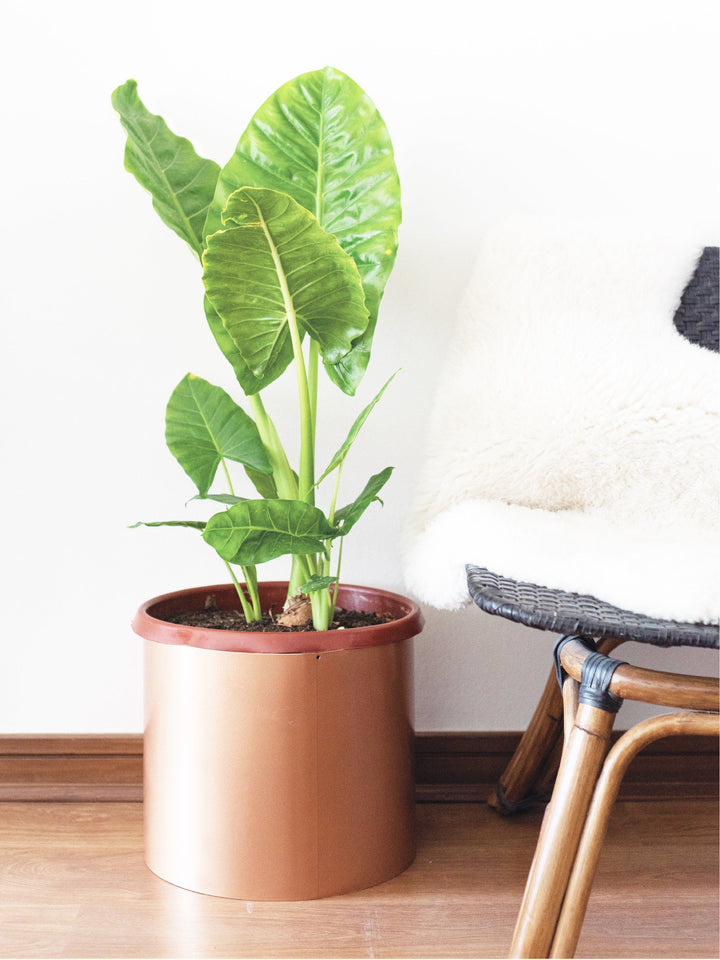 Mowgli XL (Manto de eva) interior PlantMe Chile Metal Cobre XL