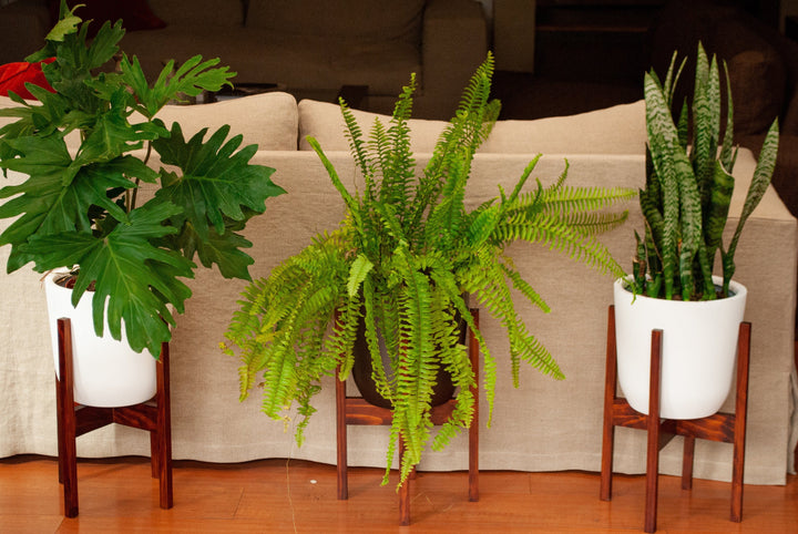 Pedestal Picunche - PlantMe Chile