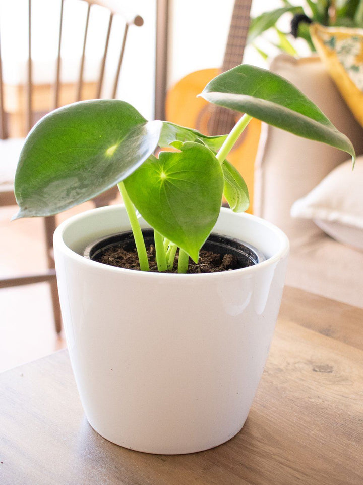 Perla (Peperomia Cucharita) - PlantMe Chile