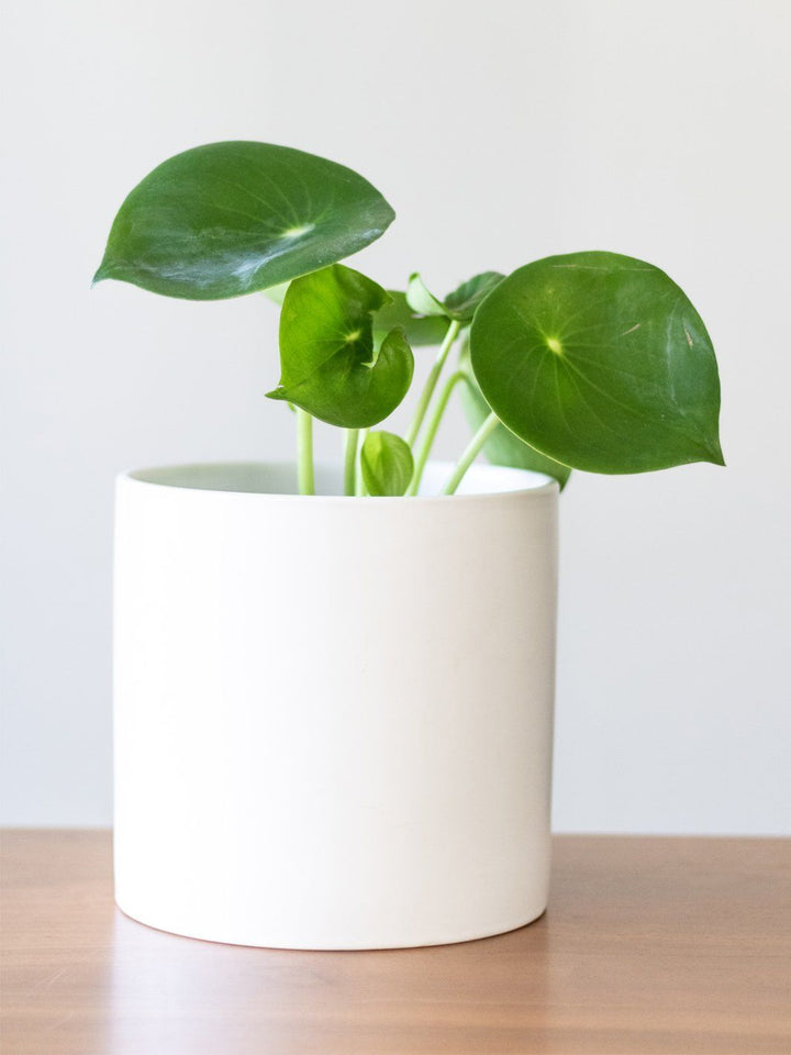 Perla (Peperomia Cucharita) - PlantMe Chile