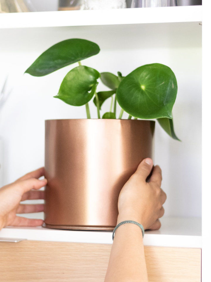 Perla (Peperomia Cucharita) - PlantMe Chile