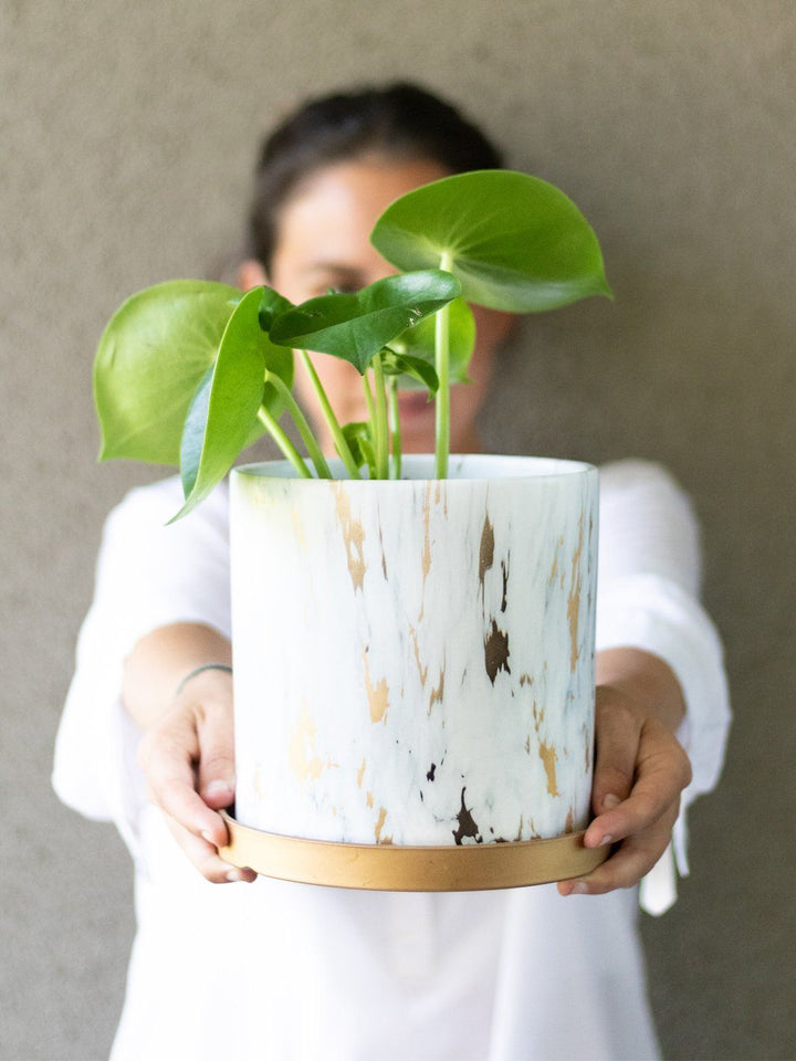 Perla (Peperomia Cucharita) - PlantMe Chile