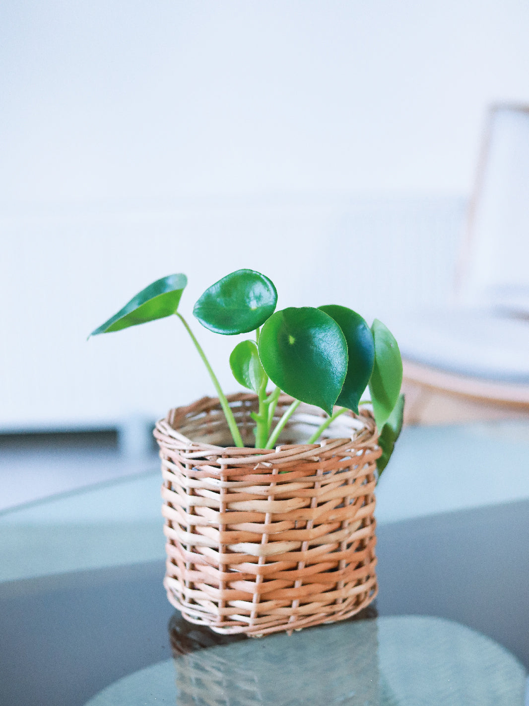 Perla M (Peperomia Cucharita)