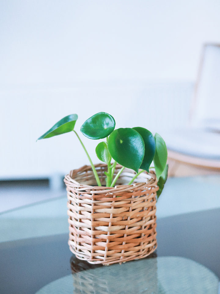 Perla M (Peperomia Cucharita)