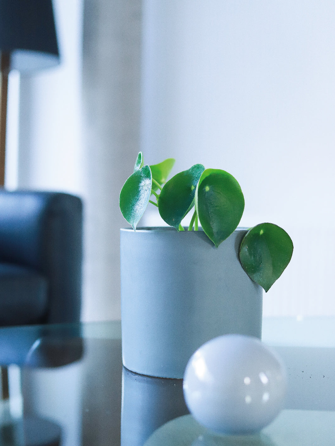 Perla M (Peperomia Cucharita)