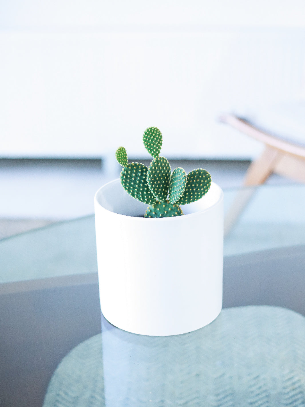 Mickey Mouse (Cactus)