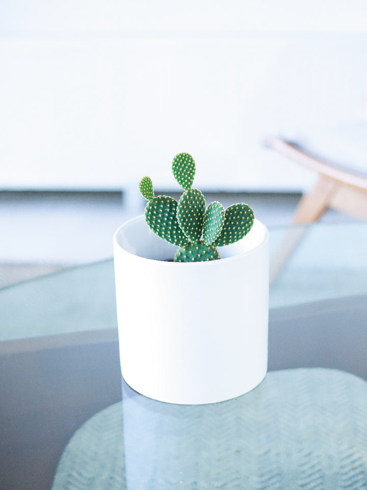 Mickey Mouse (Cactus)