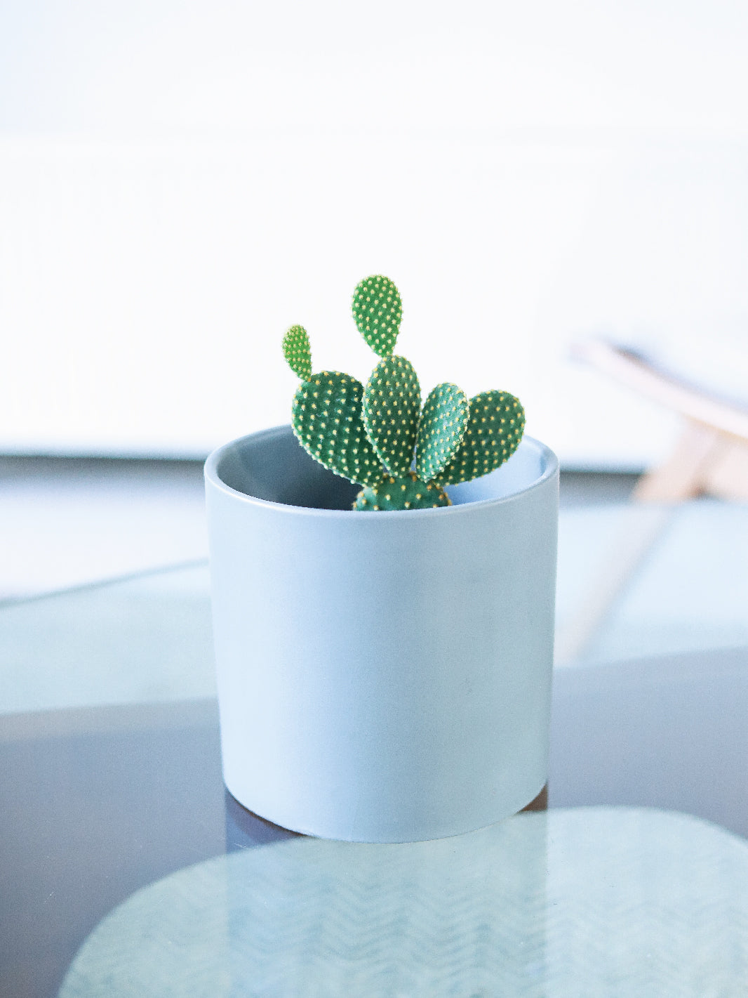 Mickey Mouse (Cactus)