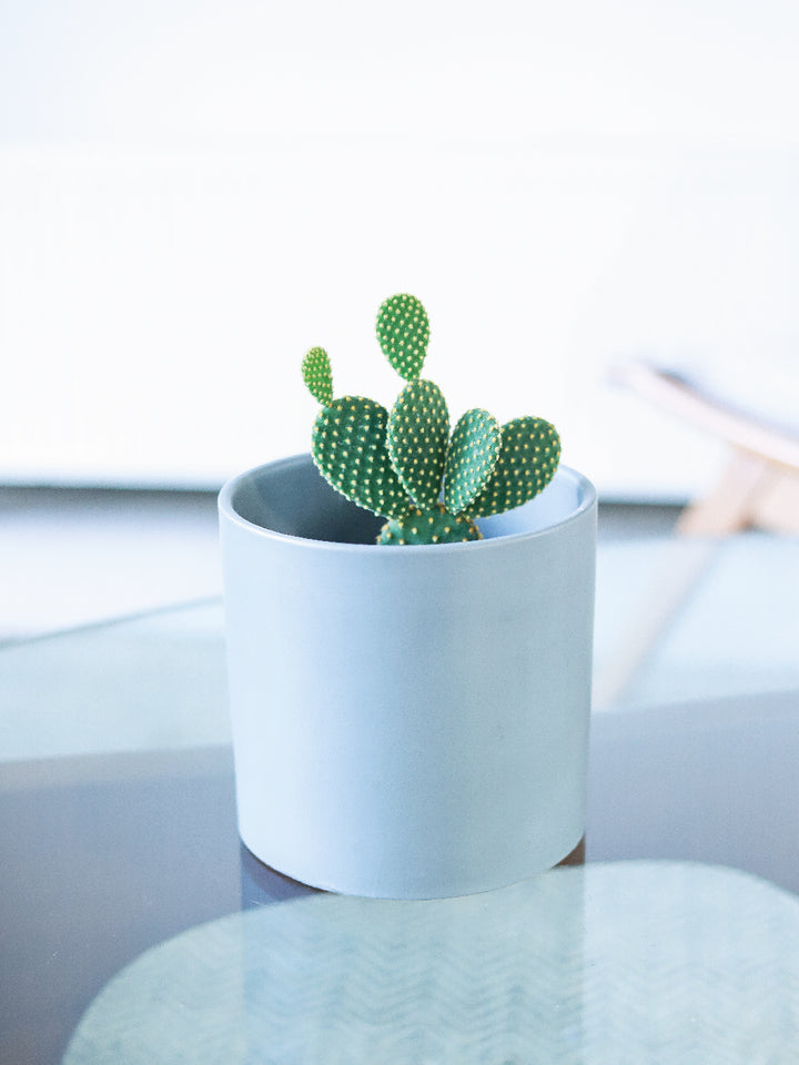 Mickey Mouse (Cactus)