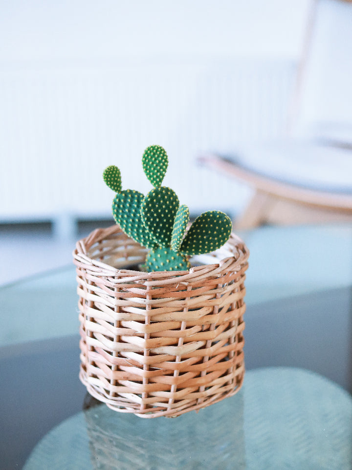 Mickey Mouse (Cactus)