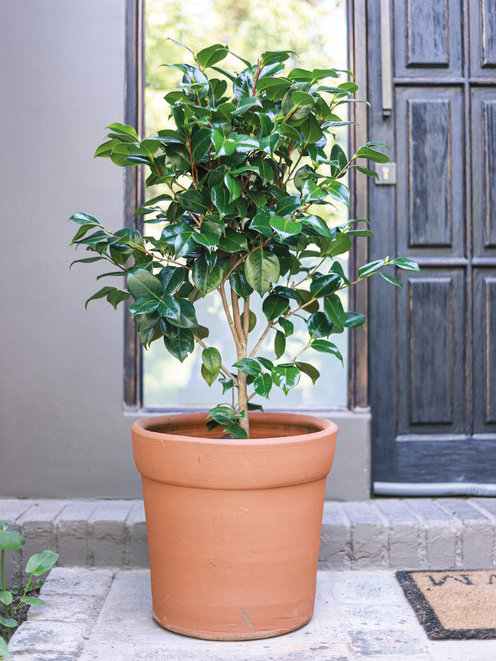 Celia (Camelia) - PlantMe Chile